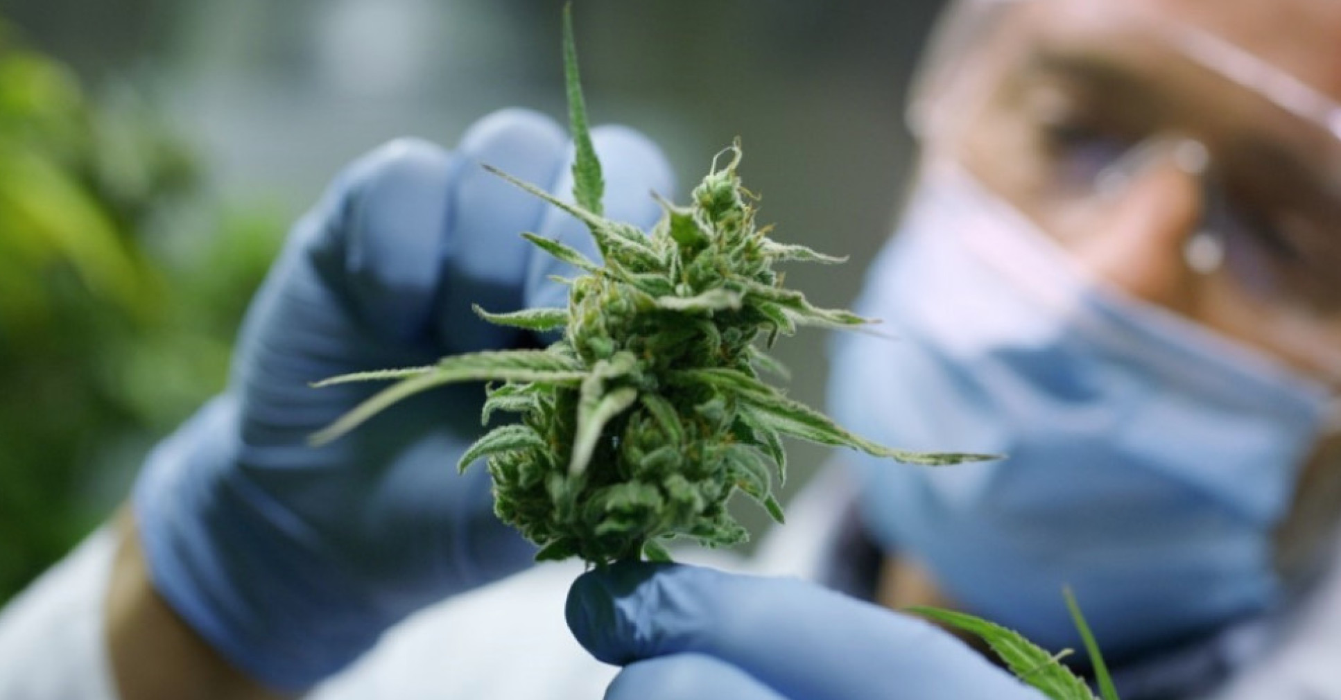 Medical Cannabis 101: What You Need to Know Before Your First Consultation